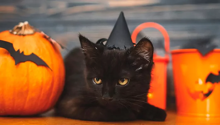 Gato preto interrompe jogo da NFL e time brinca: Halloween ainda